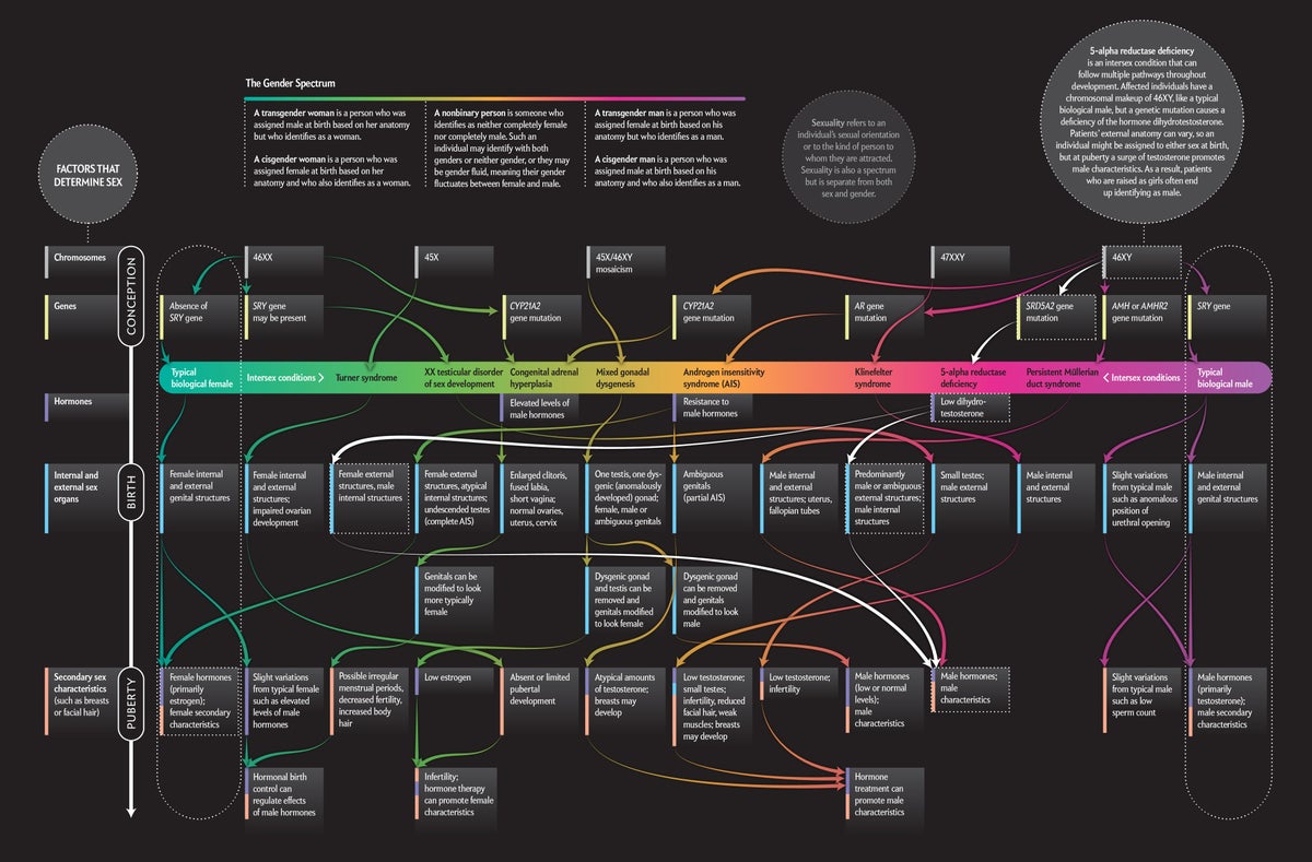 Diagram explains how the factors determining biological sex can vary throughout development in intersex individuals.