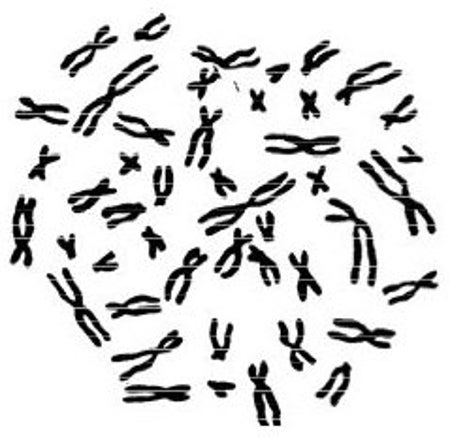 human chromosomes