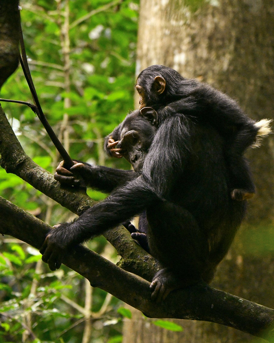 A mother chimpanzee, Beryl, sits in a tree while her infant, Lindsay, rides on her back and touches Beryl's right eyebrow to perform their 'hand-on-eye' gesture