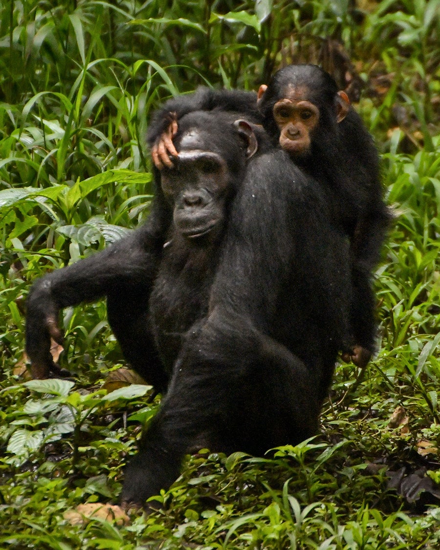 Chimpanzee infant Lindsay rides on the back of her seated mother, Beryl, while performing their 'hand-on-eye' gesture by touching Beryl's right eye. Beryl is blind in her left eye.