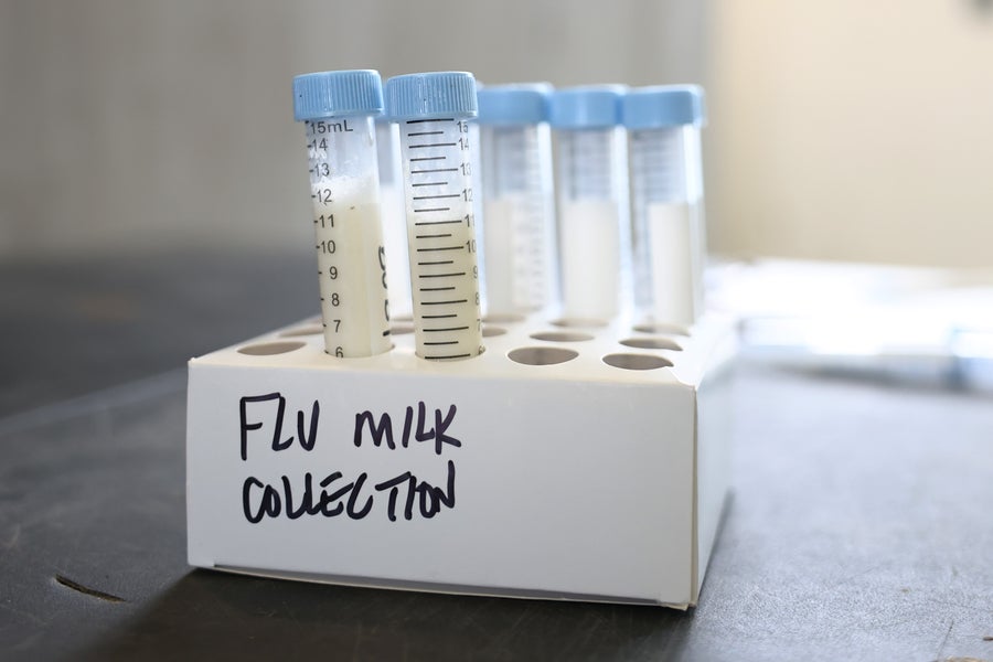 Milk samples in vials with "Flu milk collection" written in black ink