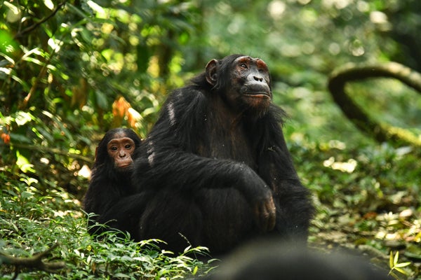 A mother chimpanzee, Beryl, sits in front of her infant, Lindsay, on the ground in a remote forest in Uganda
