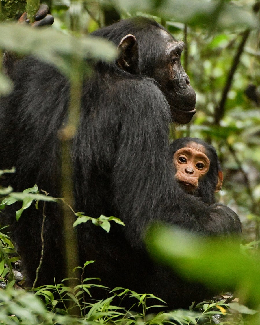 A mother chimpanzee, Beryl, sits with her back towards the camera, looking off to the right, while holding her infant, Lindsay (looking towards the camera), in her lap in a remote forest in Uganda.