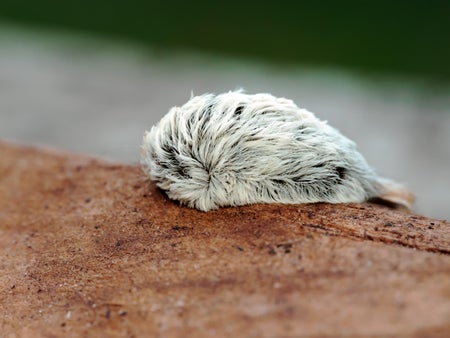 Furry gray caterpillar with venomous spines concealed beneath a tuft of hair.