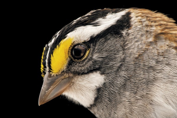 Close up of white throated sparrow
