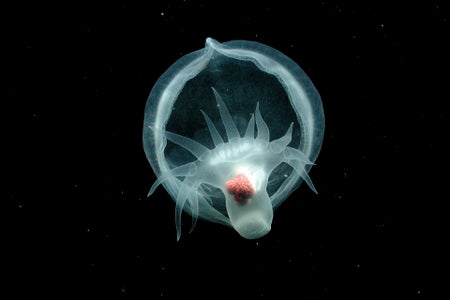 Photograph of the mystery mollusk (Bathydevius caudactylus) as observed by MBARI's ROVTiburon in the outer Monterey Canyon, showing a bottom-up angle on its translucent hood and paddle-like tail.