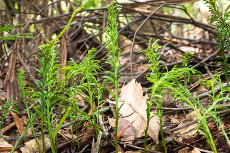 Green fern on forest floor with brown leaves.