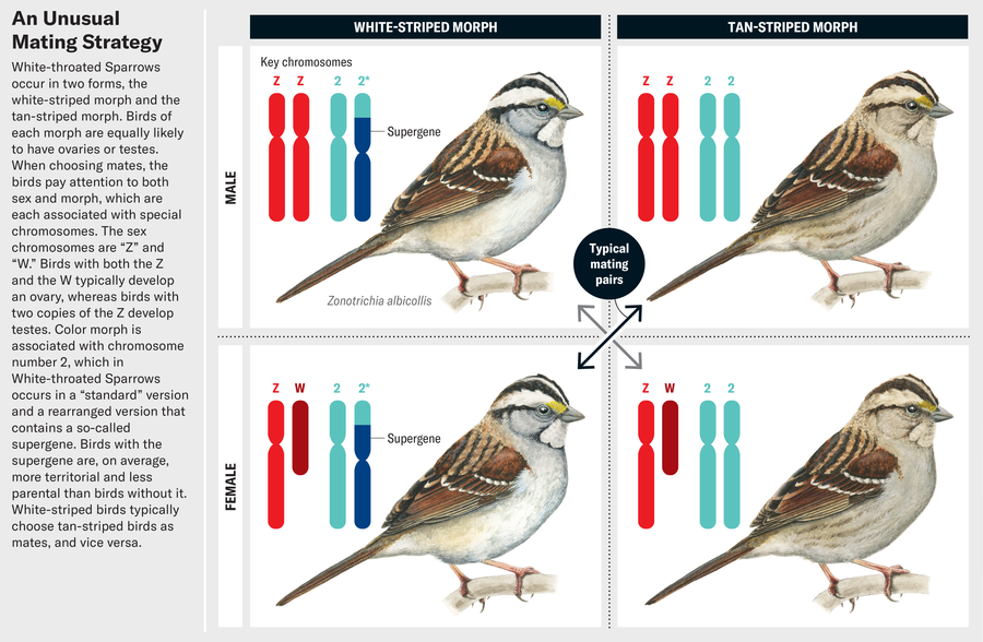 Grid shows a male and female white-throated sparrow for each of the forms—the white-striped morph and the tan-striped morph. Typical mating pairs consist of the male tan-striped morph and female white-striped morph, or the male white-striped morph and female tan-striped morph.