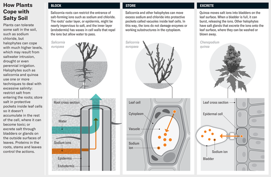 Schematic shows three ways in which plants cope with salty soil; block salt-forming ions from entering the plant at the root level, store ions in protective pockets called vacuoles inside leaf cells, and/or excrete ions onto the leaf surface.